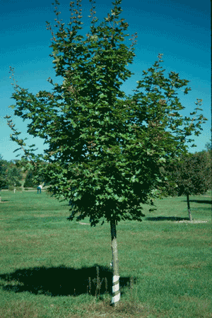 Acer Platanoides